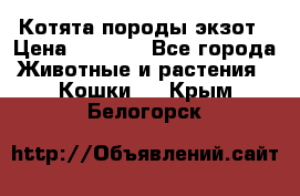 Котята породы экзот › Цена ­ 7 000 - Все города Животные и растения » Кошки   . Крым,Белогорск